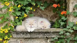 Relaxing Sleep Music for Cats 💤 Soft Piano Sounds for Stress Relief & Rest