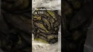 Hatch Chilies from New Mexico - Mild, Hot, & Very Hot - $40 Buy