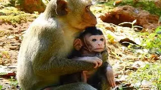 Finally Poor Janna! Tarzana Successfully Steal New Baby From Jane Mother Monkey!
