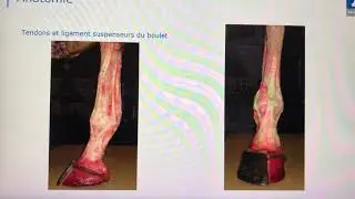 Mustad Live - Fabrice Cav&eacute;