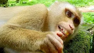She would like to say thanks to Monkey Homeless for this sour fruit for her