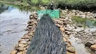 Girl trap fish, trap fish with net, bait/ big fish | Mai Hieu |