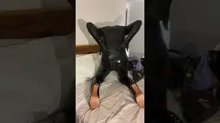 Polishing my black latex catsuit #latex #shinyclothing #shinylatex #rubberclothing  #latexfashion