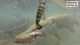 Le Whopper Plopper en action!