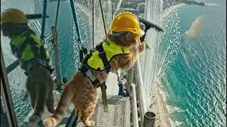 the orange cat is cleaning the window #shorts #cat #trending