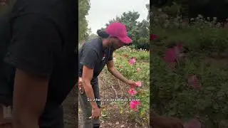 Deadheading Roses
