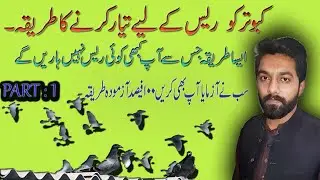 pigeon racing | how to prepare pigeon for race | FRPC PIGEONS JHANG | KABOOTAR RACE KE LEAY READY .
