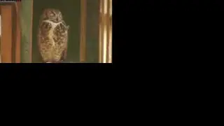 International Owl Center Live Stream