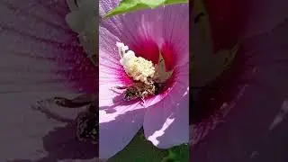 Beautiful Hibiscus and very hardworking bees☀️🌸🐝#hibiscus#bees#magic #nature #delicate #bucharest