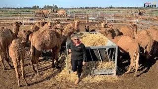 Camel Farm - How to Produce Camel Wool