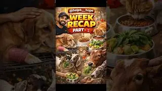 Helping Needy Animals ❤️🐾 | Animal Rescue & Feeding | Week Recap Part-2 #shortsfeed #shorts #viral