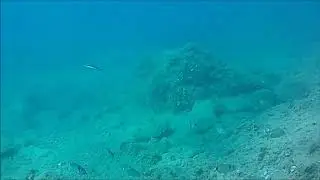 Two-banded sea bream