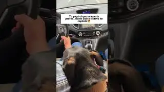 Miren al que no quer&iacute;a perros🥰#perros #mascotas #tierno #vidadeperros
