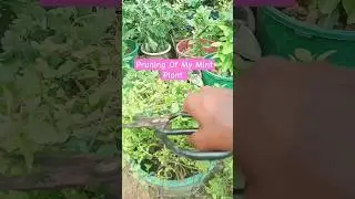 Pruning Of My mint #pruning #pruningtips #plantcare #planting #plantlover #farming #tarracefarming