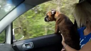 Brock the Boxer's Journey to Petco! 4.5 Months Old!