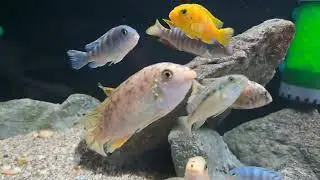 My wild caught mbuna collection quick walk through.#mbuna #mcat #lakemalawi #fishkeeping #fishtanks