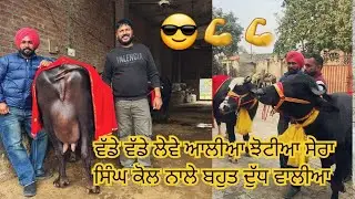 29 December 2025 ਫੋਨ 97819-47425 👈 6-7 ਝੋਟੀਆ ਵਿਕਾਊ ਸੇਰਾ ਸਿੰਘ ਕੋਲ ਬਿਲਕੁੱਲ ਨੋਰਮਲ ਰੇਟ ਆਲੀਆ 