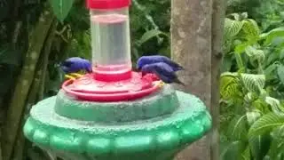 Purple sugarbirds / yellow-legged honeycreeper