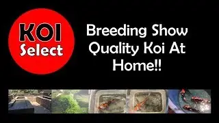 Breeding Show Quality Koi At Home!