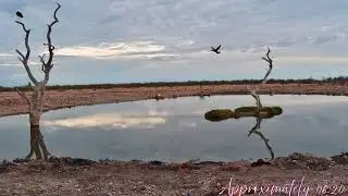 Safarihoek Wildlife Cam, Namibia,  BLACK STORK✈AFRICAN DARTER  2024/12/14