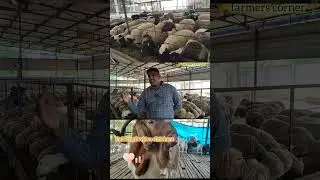 Hitech sheep farming LOSS OR PROFIT?
