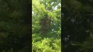 Honey Bee removal in Nottingham by JCS Pest Control