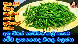 මීට කලින් මේව දන්නවද බලන්න අමු මිරිස් කල් තබා ගැනීම ඇතුළු ගොඩක් දේ About Green Chilly Preservation ✔