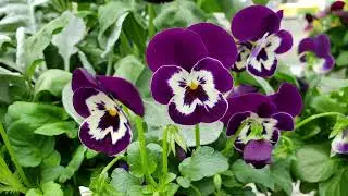 Viola Flowers |  Relaxing Music