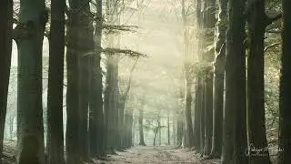 Time lapse of forest sun rays during  morning in spring