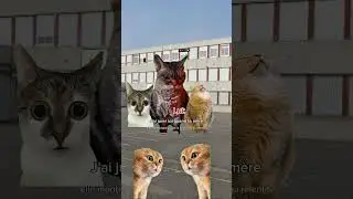 POV : Le clash des coll&eacute;giens #humour #catmemes #chatdrole #memes