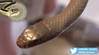 60-Second Snakes: The Blue Racer