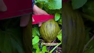 Fruit cutting MELON Piel De Sapo 🍈 #satisfying #shorts #fruit #fruitcutting