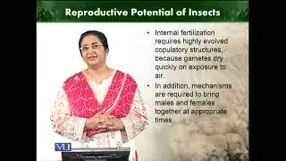 Reproductive potential of insects |  Animal Diversity Invertebrates | ZOO512T_Topic194