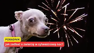 Jak zadbać o zwierzątko w sylwestrową noc?