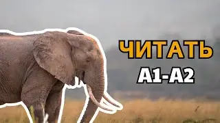 СЛОНЫ | A1-A2 Unique Beginner Russian Reading Text