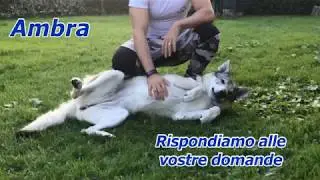 Cane Lupo Cecoslovacco: Le vostre Domande