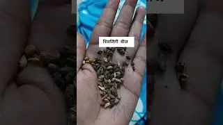 vaidya indu tyagi .  used in female infertility, dub ,liver problem , vata  and kapha dosha nasak.