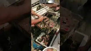 Comiendo mariscos **piures** frescos