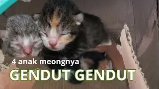 SI ANAK MEONG UDAH GEMUK GEMUK #cat #kucingliar #kucingjalanan