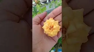 Colour Changing Rose ✨#flowers #rose #plants #garden #maa #durga #jaimatadi #shorts #shubh #trending