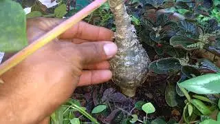 UM NOVO VÍDEO SOBRE A PLANTA PIÃO DE JARDIM, E OS SEUS FILHINHOS