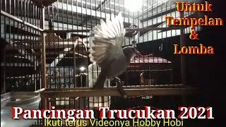 Pancingan Tempelan,Lomba Trucukan 2021
