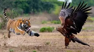 The Top Most Amazing Eagle Attacks Ever Caught on Camera