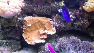 Antennata lion fish in a reef tank