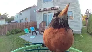 Robin feeding