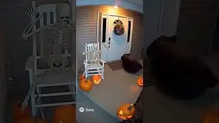 Bear Scared by Skeleton!💀💀💀
