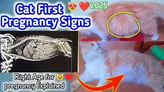 😺First pregnancy sign & symptoms &hearts;️| how to know is your cat is pregnant | first pregnancy in cat |