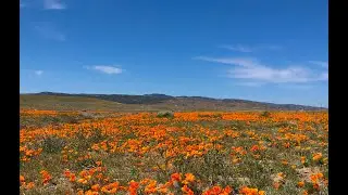When Nature Unleashed it&rsquo;s Beauty in Spring. (Poppy Reserve Antelope Valley, Ca)