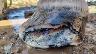 White line disease WLD. What is WLD. How to identify it, clean, and treat it! #hoofcare #horse