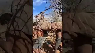 Tribes That Play Football Like Ronaldo? 😲 #shorts #youtubeshorts #youtubefeed #viral #africa #gk